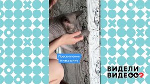 Как научить кошку делать ремонт. Видели видео? Фрагмент выпуска от 27.09.2020