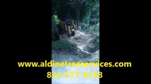 Cost to Grind a stump? Houston tree service live oak cut down removal