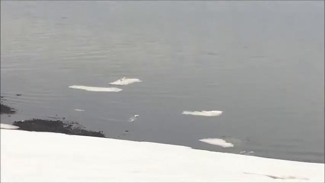 Пермь / Прилетели чайки / Пернатые-хвостатые истории смотреть онлайн