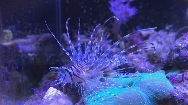 Крылатка. Условия содержания. Кормление. Плюсы минусы. смотреть онлайн