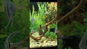 Аквариум 125 литров