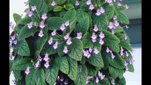 Зимнее хранение ризом АХИМЕНЕСОВ