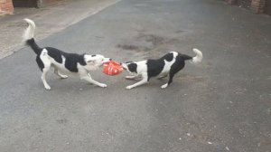 Mother and Son Collie Dogs Playing Tug of War 1