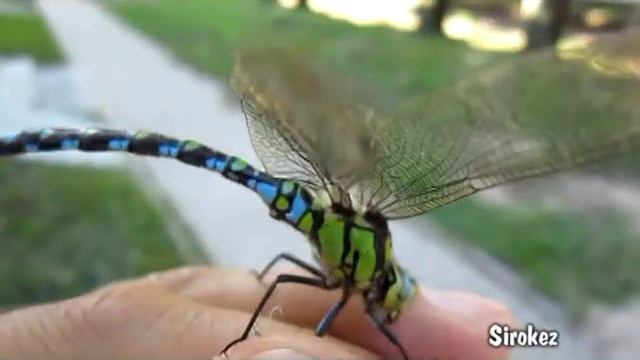 Стрекоза смотреть онлайн