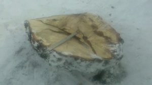 Огромный березовый сувель весом около 50кг.