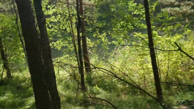 Охота с Арбалетом на утку с подхода на таежном озере. Фортуна на стороне пернатых.
