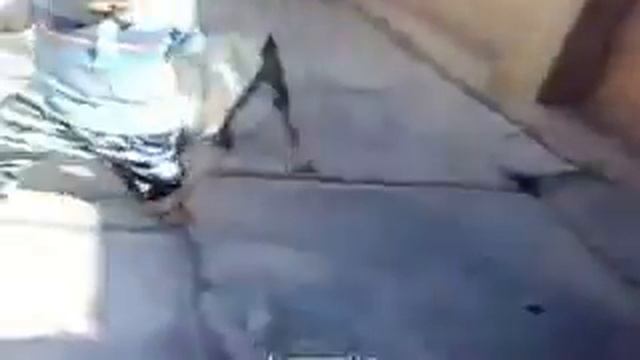 Мальчик кусает собаку смотреть онлайн