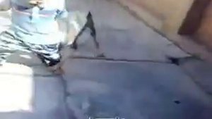 Мальчик кусает собаку