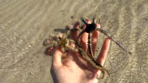 ХУРГАДА ЗИМОЙ| Моллюски, ракушки, улитки. Что можно увидеть и попробовать