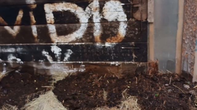 Наш цветущий сад/ Посадила кабачки и тыквы/Затопили баньку! смотреть онлайн