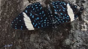 Бабочки.  Жизнь.  Польза