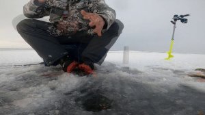 Крупный окунь ловился везде Чудское озеро зимняя рыбалка
