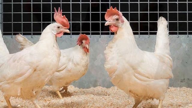 Как повысить яйценоскость кур | Куры несушки |