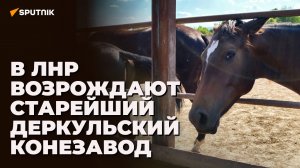 Как восстанавливают Деркульский конный завод в ЛНР — эксклюзив Sputnik