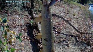 Ловля щуки на спиннинг, на самодельные джеркбейты с берега