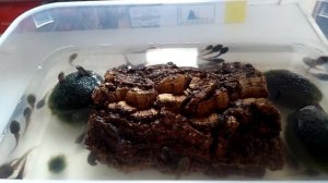 Травяные лягушата и головастики