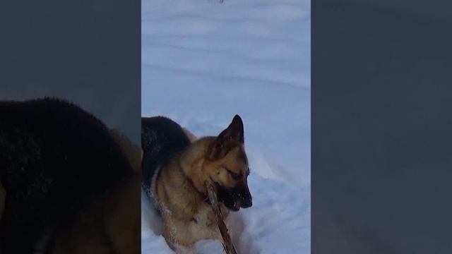 Рождественская сказка.