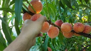 Персик Кондор