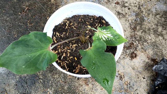 Bibit keladi wayang смотреть онлайн