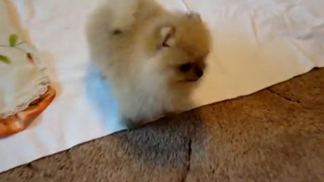 п-к ,,Благородная Семейка,, (шпиц померанский) смотреть онлайн