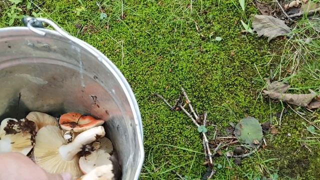 ТИХАЯ ОХОТА 2020. Грибы в июле. Лисички, подосиновик, сыроежки смотреть онлайн