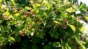 ежевика сорт смутстем, летний, средних сроков созревания, начало созревания ягод.