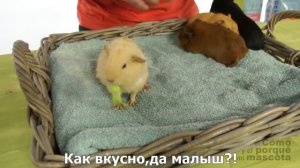 Морские свинки-короткошерстная одноцветная морская свинка