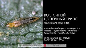 Восточный цветочный трипс  (Frankliniella tritici (Fitch))