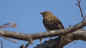 Лесной конёк(лесная шеврица) [Anthus trivialis]