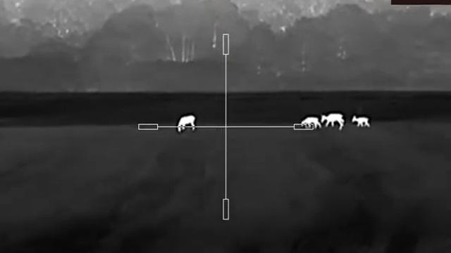 Hikmicro Stella SH35 - Jelenice s jelienčatami, vzdialenosť cca 320m. смотреть онлайн