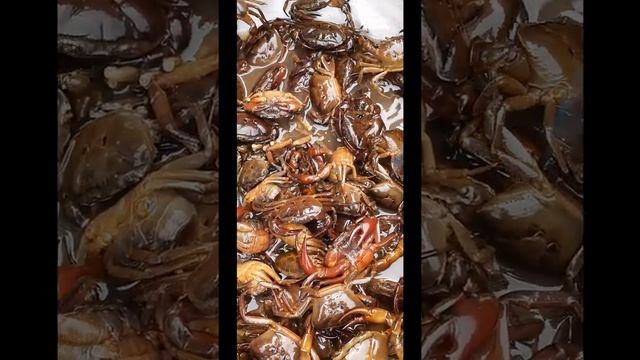 red fresh water crab for sale| sartoriana trilobata| decapods|crustaceans|red crab