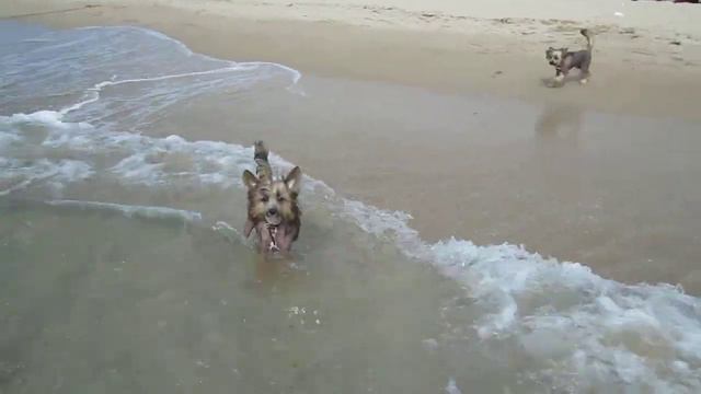 Виагра и Викинг на море! смотреть онлайн