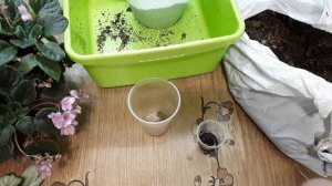 Узамбарскую фиалку продуло на сквозняке. Что делать. Как омолодить сенполию