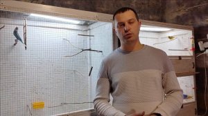 Зимнее разведение канареек. Часть вторая: птенцы
