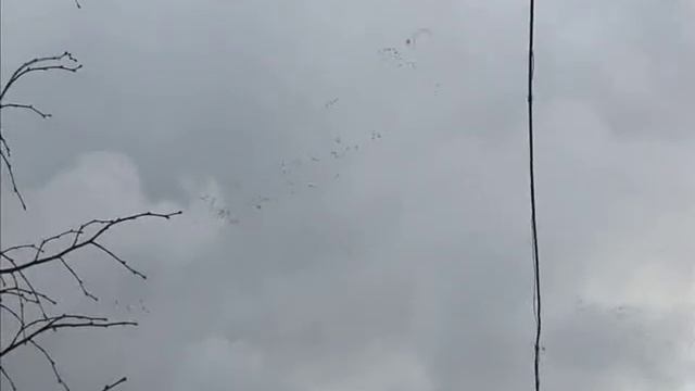 Над с. Шаран пролетели величественные птицы смотреть онлайн