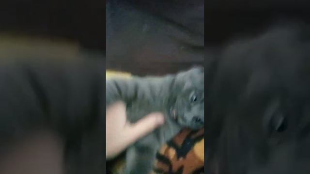 мой кот кусает меня смотреть онлайн