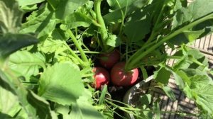 Отличный сорт редиса Ризенбуттер. Рекомендую! Ольга Чернова.