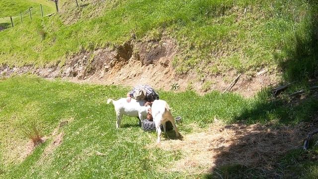 Так вот ты какой северный олень ! :) смотреть онлайн