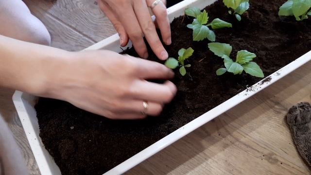 Басик садит цветочки смотреть онлайн