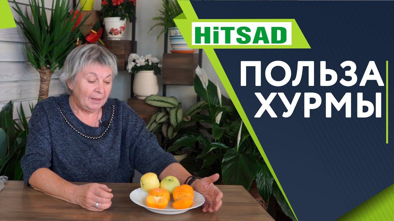 Польза Хурмы  Почему вяжет хурма 