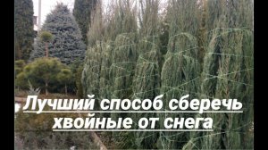 Как подготовить хвойные к зиме - обвязка можжевельника. Подготовка хвойных к зиме