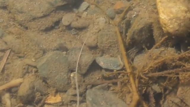 водяной червяк смотреть онлайн