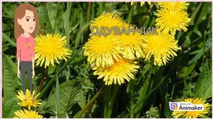 Лекарственные растения и цветы Самарской области