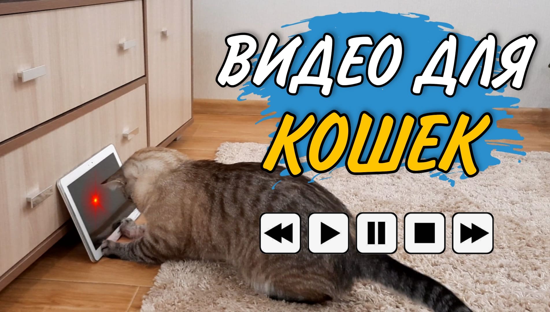 Видео для кошек | Лазерная указка