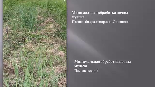 Выращивание лука и чеснока смотреть онлайн