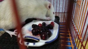 ягоды для крысок