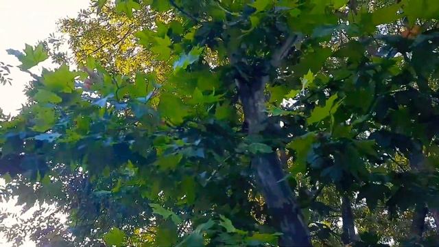 Ейск 《2020 ?》Отдых: Куда сходить? Парк Поддубного!Весёлая прогулка) смотреть онлайн