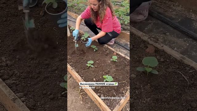 Высаживаем огурцы на самый ранний урожай 🥒 #огород #жизньзагородом #садогород