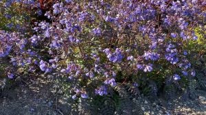 Polemonium Heaven Scent