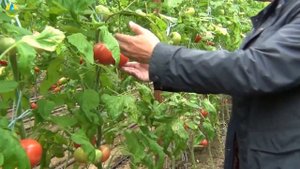 Помидор Пинк Агат радует как всегда! Советы агронома о томатах.